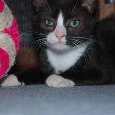 Huskat Samson (Basse)