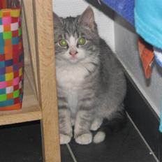 Blanding af racer Folmer