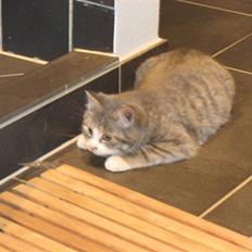 Blanding af racer Folmer