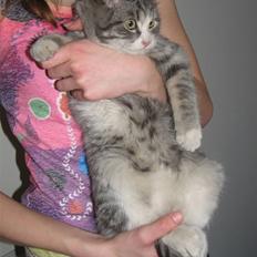 Blanding af racer Folmer