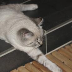 Blanding af racer Gine 