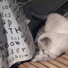 Blanding af racer Gine 