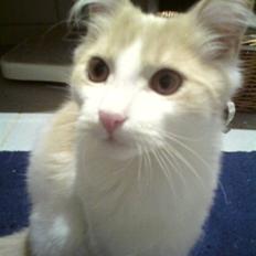 Blanding af racer Mailo