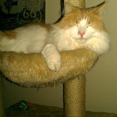 Blanding af racer Mailo