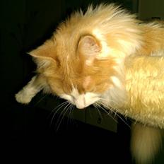 Blanding af racer Mailo