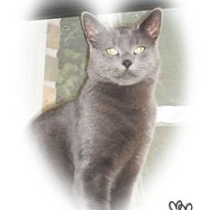 Huskat Amigo (Panter)