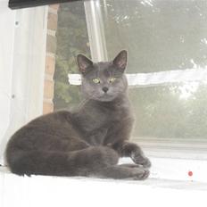 Huskat Amigo (Panter)