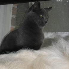 Huskat Amigo (Panter)