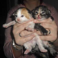 Maine Coon Malou #Malle#