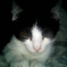 Blanding af racer Bette skid (BS)