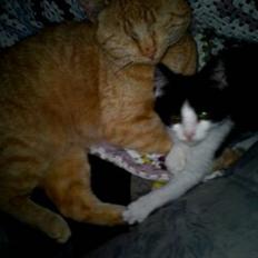 Blanding af racer Bette skid (BS)