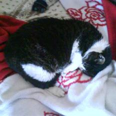 Huskat Hr. Ib Gafeld Mortensen R.I.P:'/