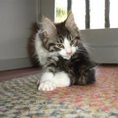 Maine Coon Ludvig. Død Marts 2011