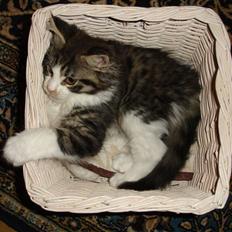 Maine Coon Ludvig. Død Marts 2011