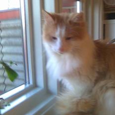 Blanding af racer felix