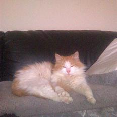 Blanding af racer felix