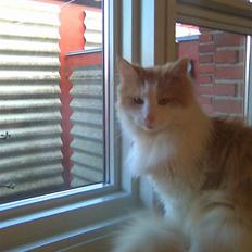 Blanding af racer felix