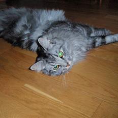 Blanding af racer Pjuske 