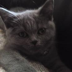 British Shorthair Amanda