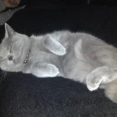 British Shorthair Amanda