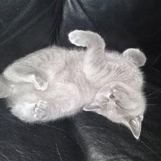 British Shorthair Amanda