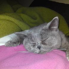 British Shorthair Abbi