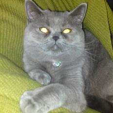 British Shorthair Abbi