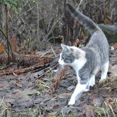 Blanding af racer Kiska