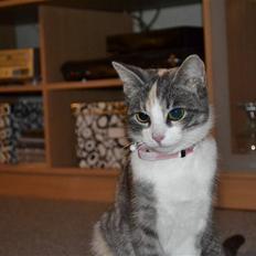 Blanding af racer Kiska