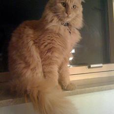 Maine Coon Pipper