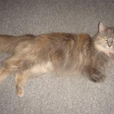 Maine Coon Mischa