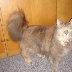Maine Coon Mischa