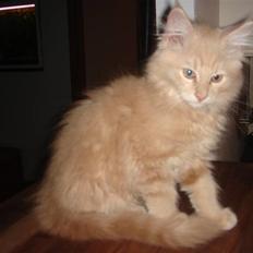Maine Coon Pipper