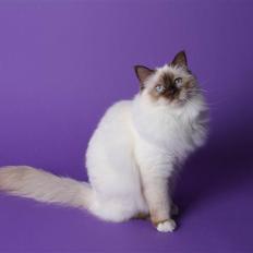 Hellig Birma Vanilla 