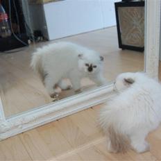 Hellig Birma Vanilla 