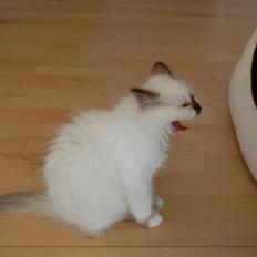 Hellig Birma Vanilla 