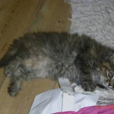 Blanding af racer Chanel