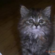 Blanding af racer Chanel