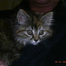 Blanding af racer Chanel