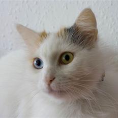 Tyrkisk Van Azicely