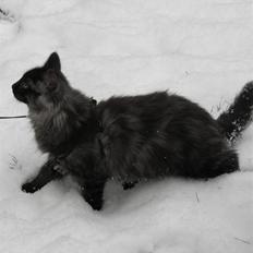 Norsk Skovkat Dk Bullcat's Zhila