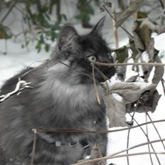 Norsk Skovkat Dk Bullcat's Zhila