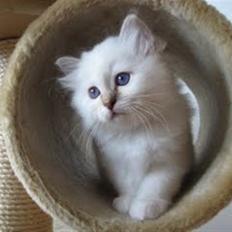 Hellig Birma Dk Twinkelstjerne Acamar