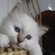 Hellig Birma Dk Twinkelstjerne Acamar