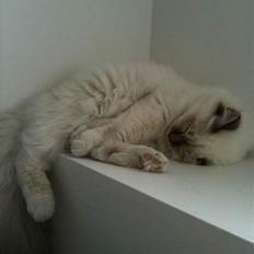 Hellig Birma Dk Twinkelstjerne Acamar