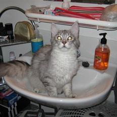 Maine Coon  Distiny (Tiny)