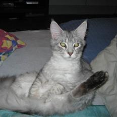 Maine Coon  Distiny (Tiny)