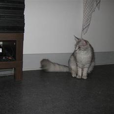 Maine Coon  Distiny (Tiny)