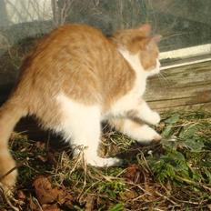 Blanding af racer Maddie