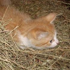 Blanding af racer Maddie